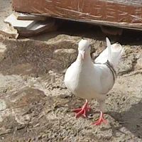 فروش هیوان|پرنده|سوری, |دیوار