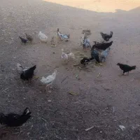 مرغ وجوجه