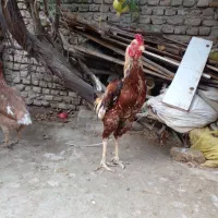 تخم لاری|حیوانات مزرعه|گرگان, |دیوار