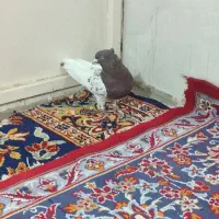 کبوتر|پرنده|بروجرد, |دیوار