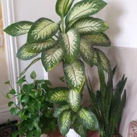 هر ۳تاشو فقط  ۵ ملیون