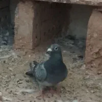 کفتر کبوتر|پرنده|تربت جام, معدآباد|دیوار