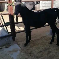 اسب تعدادی کره سرودم گیر فروشی