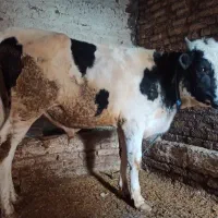 فروش گوساله نر