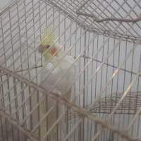 عروس لوتینو|پرنده|قم, ولیعصر|دیوار