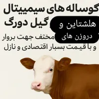 سمینتال خلوص بالا گوساله سبک وزن پرواری|حیوانات مزرعه|بندر ترکمن, |دیوار