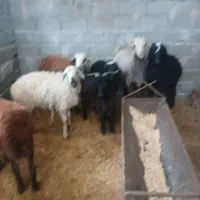 گوسفند بره نر و ماده|حیوانات مزرعه|محمدشهر, محمدشهر|دیوار