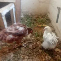 مرغ لاری خروس برهما