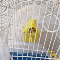 دو عدد فنچ|پرنده|تهران, تهرانپارس شرقی|دیوار