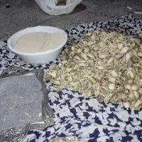 بذر دارویی