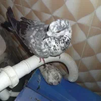 کفتر|پرنده|چاه مرید, |دیوار