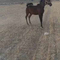 کره اسب نریان کرد. عشق بازش باشی از فیلم میفهمی|اسب و تجهیزات اسب‌سواری|فامنین, |دیوار