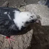 کبوتر نر جوان سفید