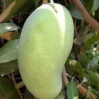 نهال انبه پیوندی گلدانی رودان برنطین|گل و گیاه طبیعی|رودان, |دیوار