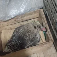 بوقلمون کرک