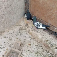یک جفت سینه سیاه