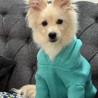 فروش سگ پامرانین