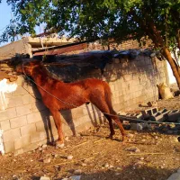 اسب|اسب و تجهیزات اسب‌سواری|دزفول, |دیوار