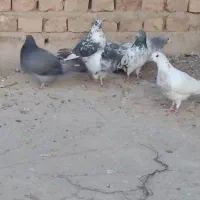 تهرانی به شرط|پرنده|میرجاوه, |دیوار