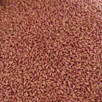انواع ارقام بذر اصلاح شده گندم و جو دیم و آبی|عمده‌فروشی|کبودرآهنگ, |دیوار