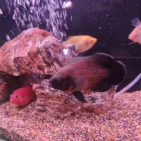 اسکار سیچلاید جوهل