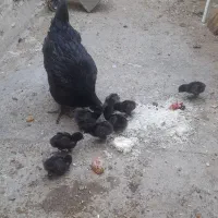 مرغ خروس فروشی