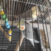 طوطی عروس|پرنده|رشت, گلزاران|دیوار