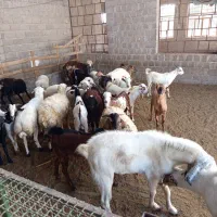 کهره بره نری نزار وبزداشتی