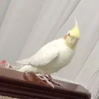 گمشده