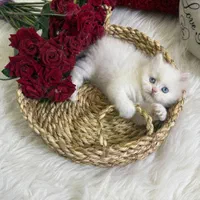 بچه گربه های جذاب iran cats|گربه|آبادان, |دیوار