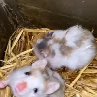 همستر خوشگل