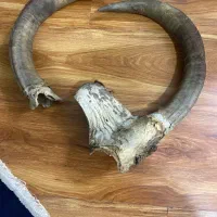 شاخ|کلکسیون اشیاء عتیقه|شهر ری, سیزده آبان|دیوار