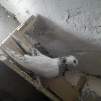 کاشانی|پرنده|مسجد سلیمان, |دیوار