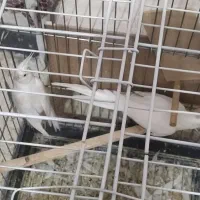 عروس هلندی البینو|پرنده|پاکدشت, شهرک امام رضا|دیوار