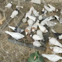 فروش کبوتر نژاد دار