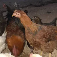 مرغ خروس جوان سالم|حیوانات مزرعه|اشترینان, |دیوار
