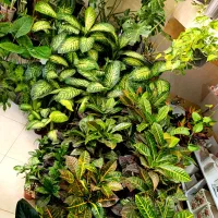 بابا آدم و...