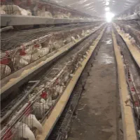 فروش مرغ داری تخم گذار بهترین نقطه البرز|فروش دفتر صنعتی، کشاورزی، تجاری|اشتهارد, |دیوار