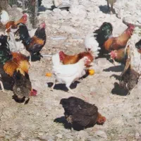 مرغ خروس محلی