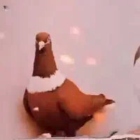 ۳تا بدرنگ