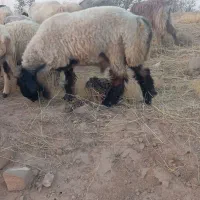 بره سبک نر|حیوانات مزرعه|شیراز, محراب|دیوار