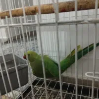 طوطی ملنگو ماده کاملا سالم مناسب برای جفت گیری|پرنده|اسلامشهر, شهرک قائمیه|دیوار