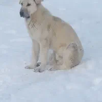 سگ نر ۱ سال و ۳ ماه پژدر