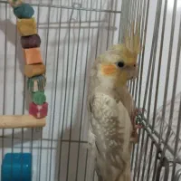 2جفت عروس هلندی سخنگو ومولد|پرنده|هشتگرد, هشتگرد قدیم|دیوار