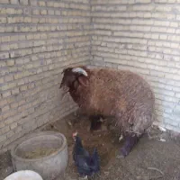 گوسفند نر|حیوانات مزرعه|بندر امام خمینی, |دیوار