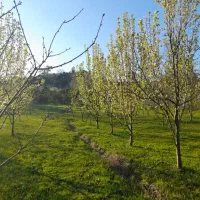 زمین-باغی-دارای-برق-و-سالن-و-پروانه