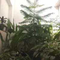 کاج مطبق