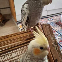 عروس هلندی
