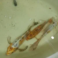 فروش ماهی کوی باله بلند آکواریومی 30سانتی