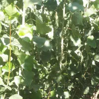 نهال صنوبر|گل و گیاه طبیعی|اردبیل, |دیوار